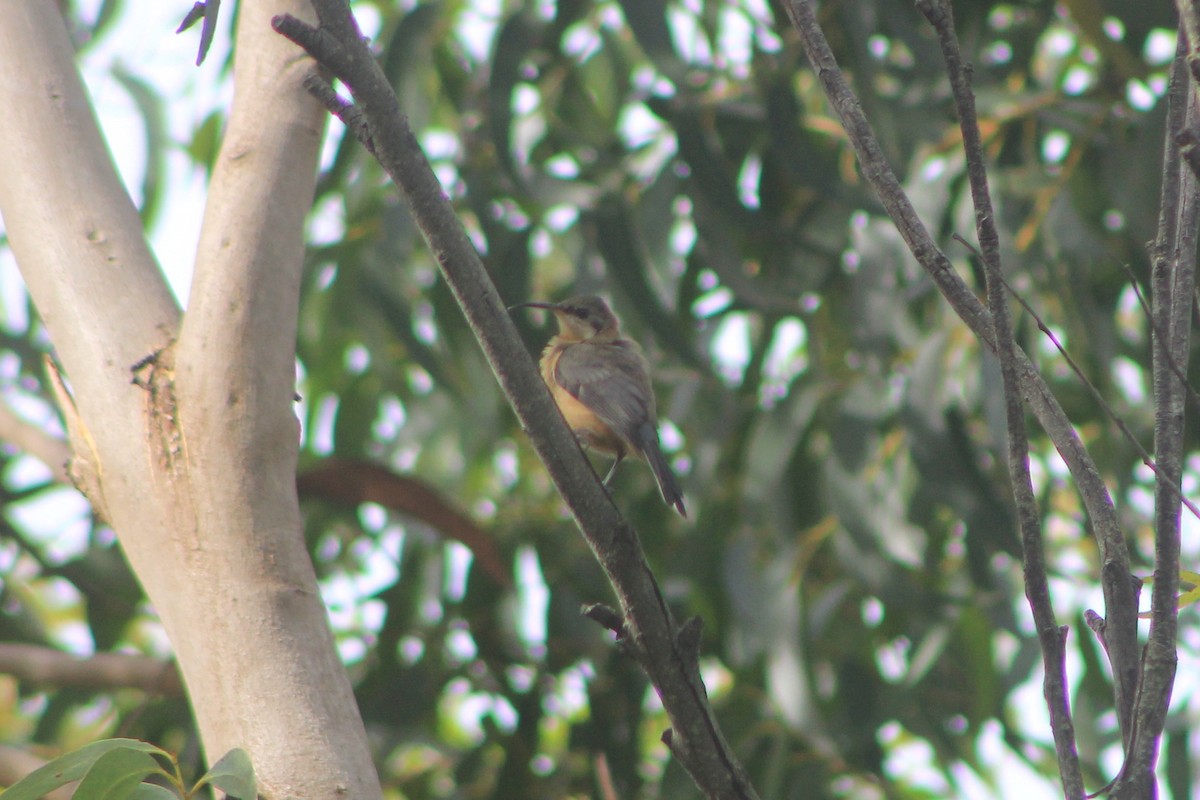 Eastern Spinebill - ML615766036