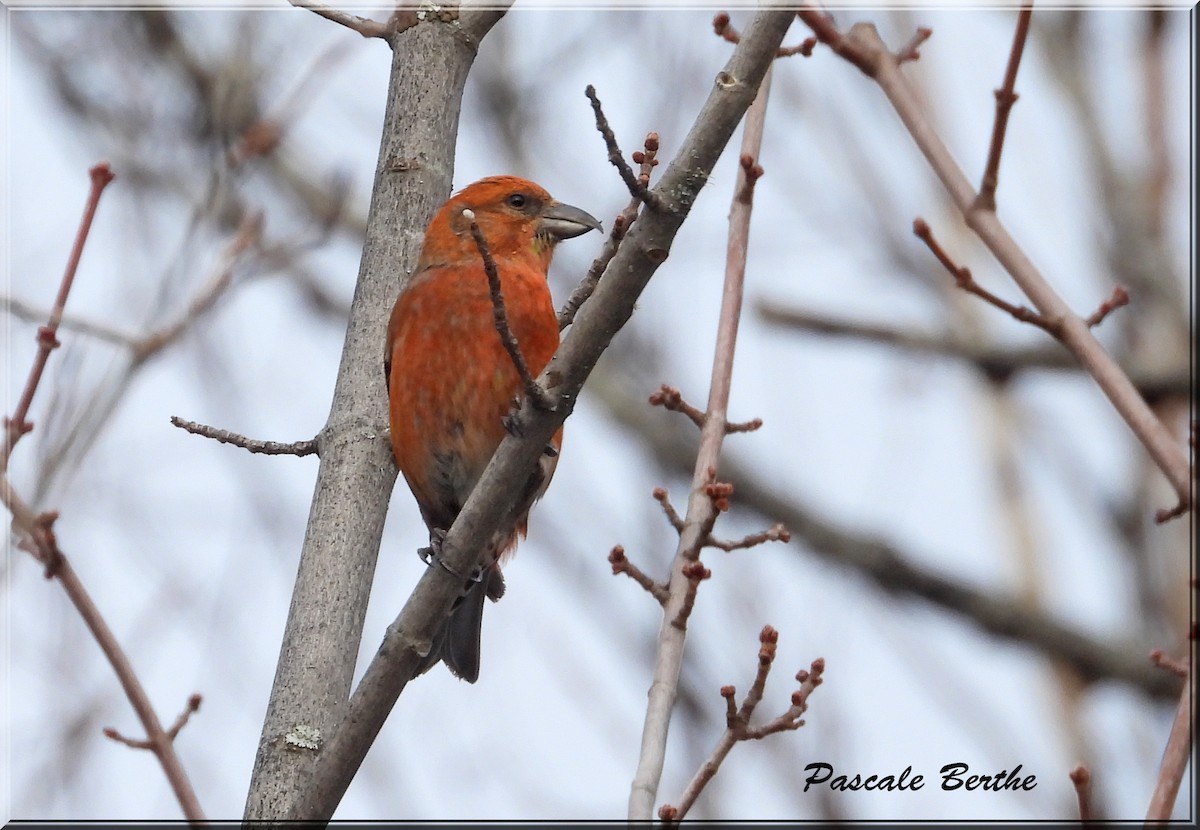 Red Crossbill - ML615766064