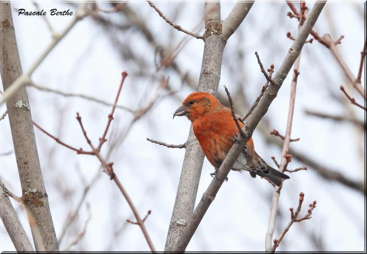 Red Crossbill - ML615766065