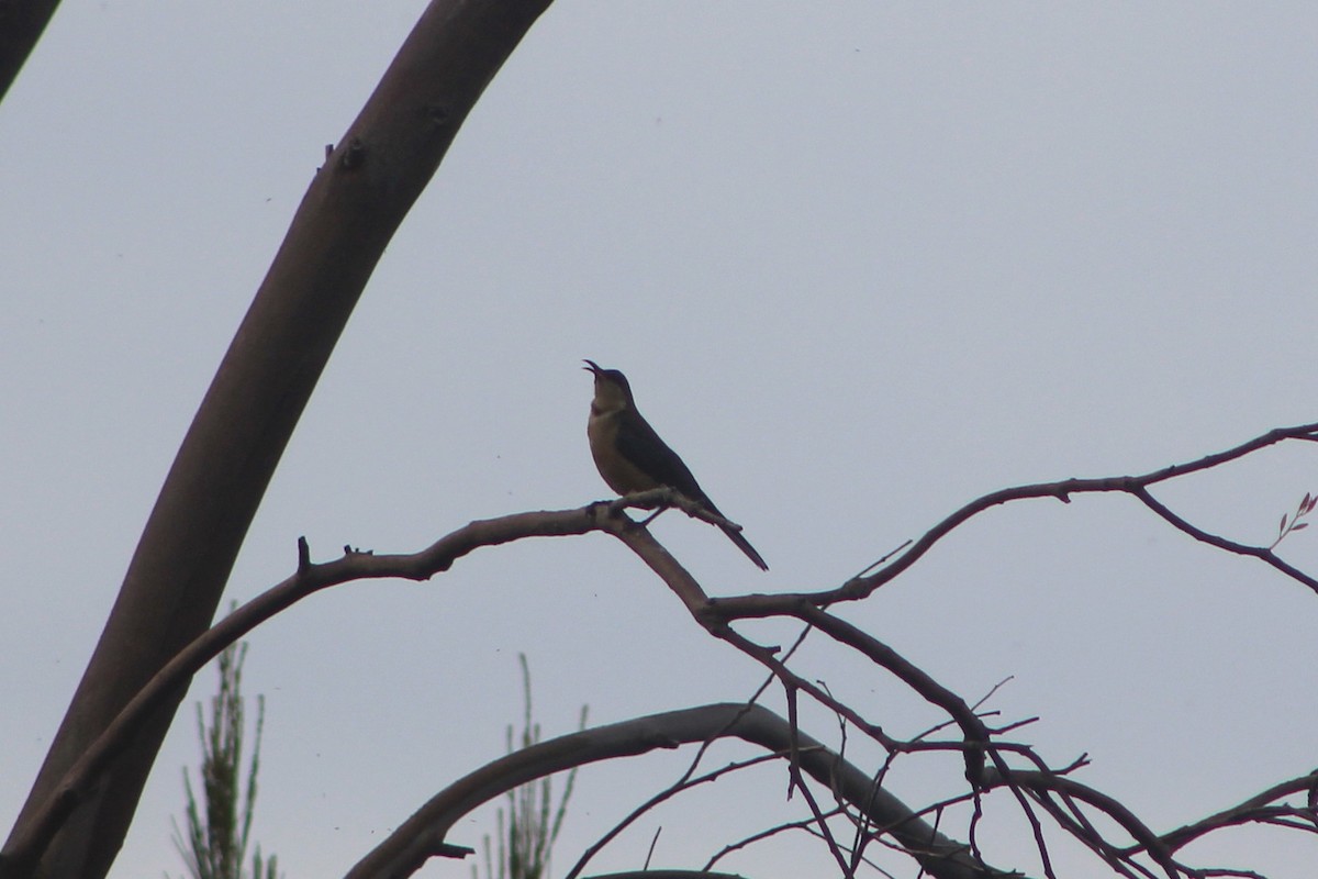 Eastern Spinebill - ML615766075