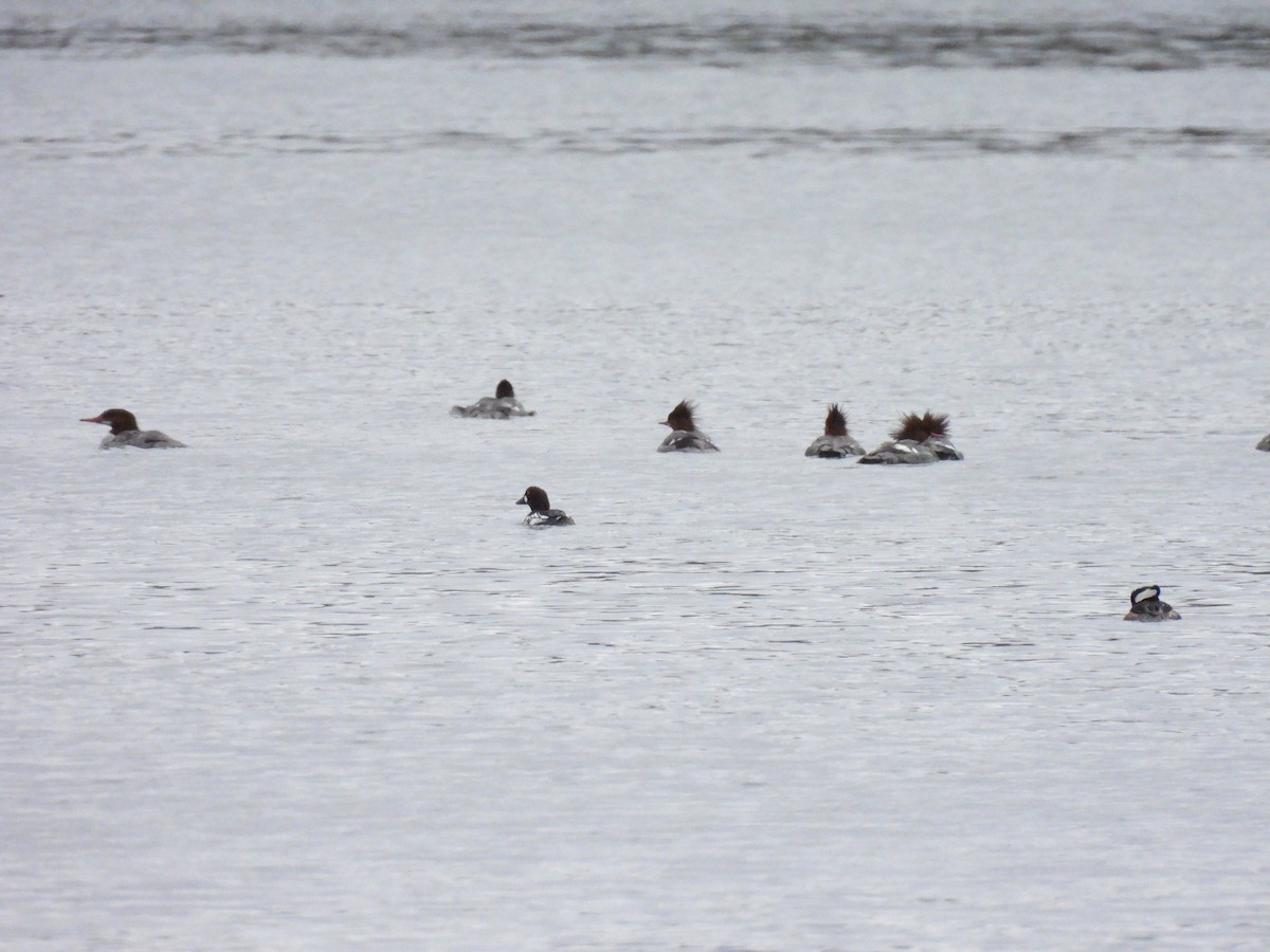 Common Goldeneye - ML615766123