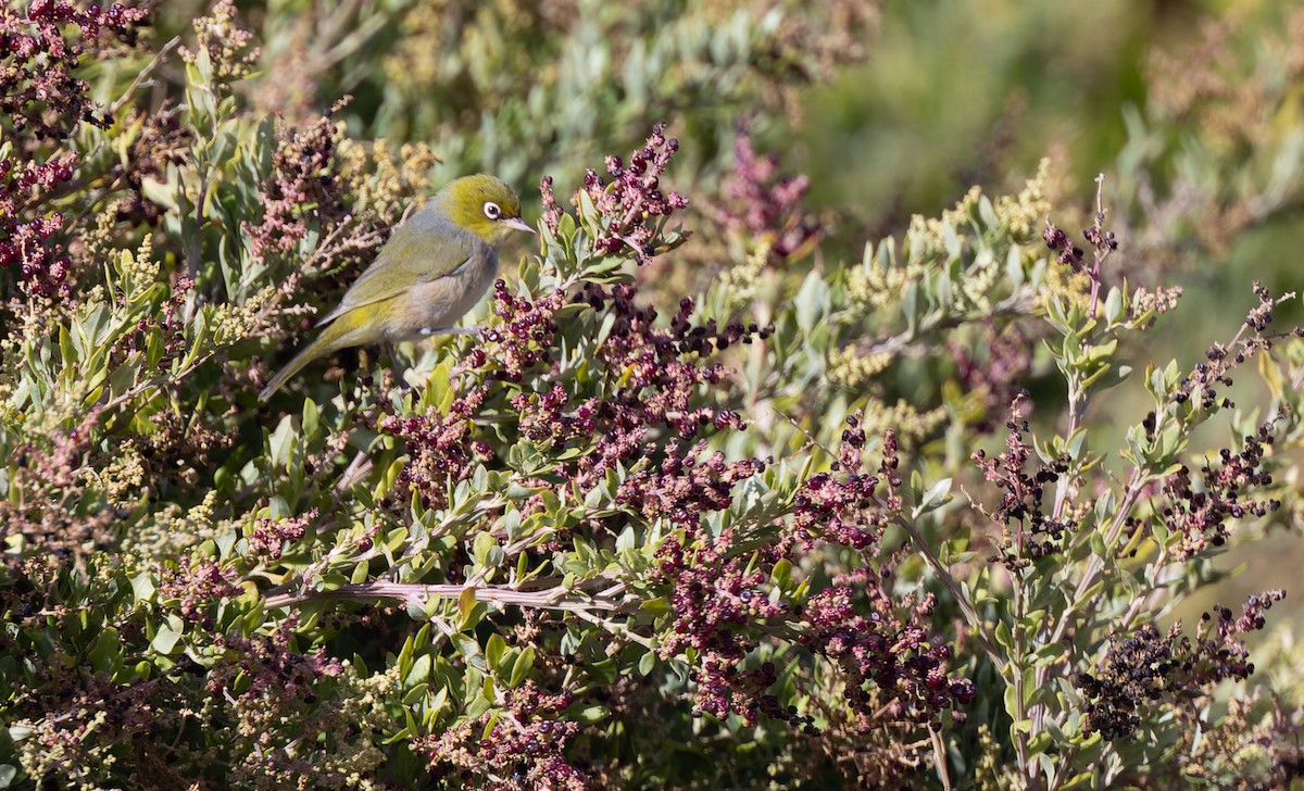 Окулярник сивоспинний - ML615766197