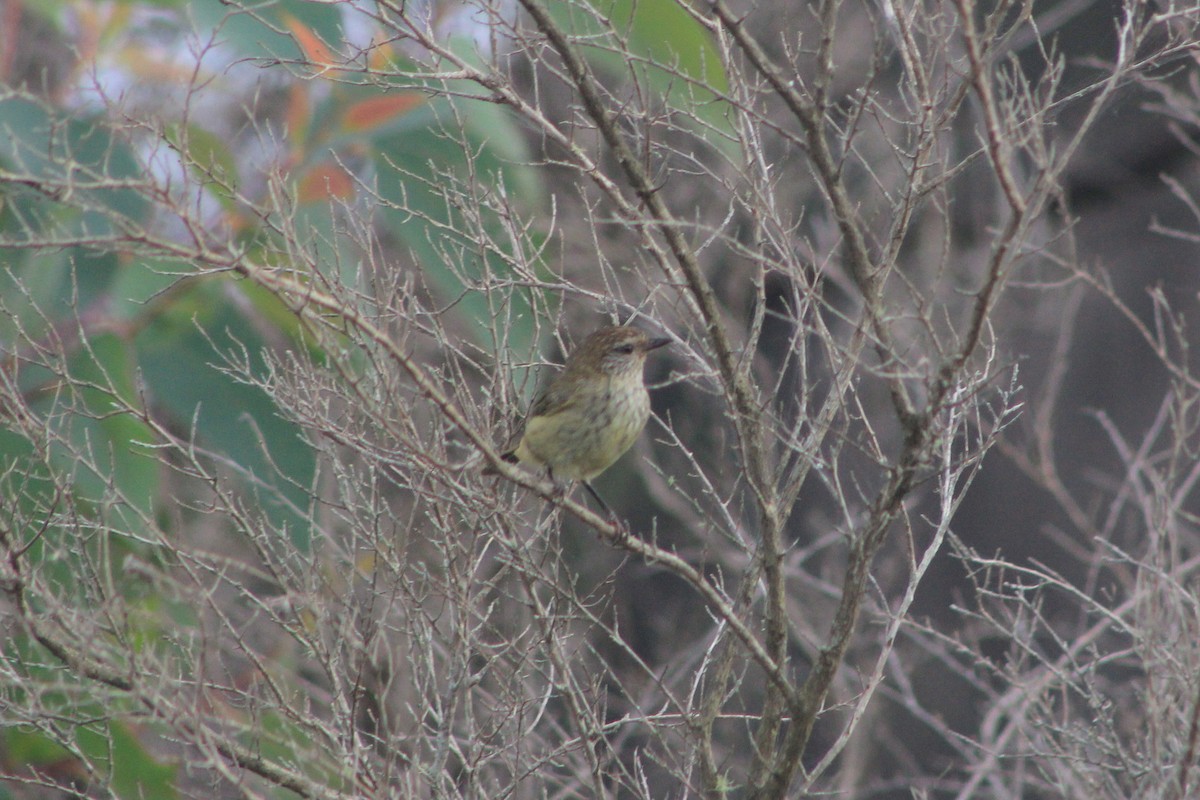 Striated Thornbill - ML615766222