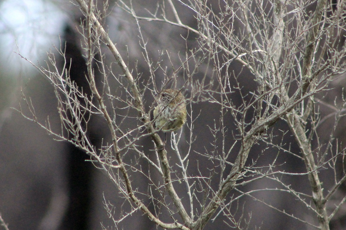 Striated Thornbill - ML615766223