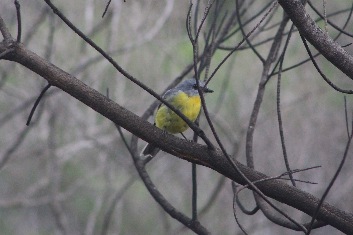 Eastern Yellow Robin - ML615766237