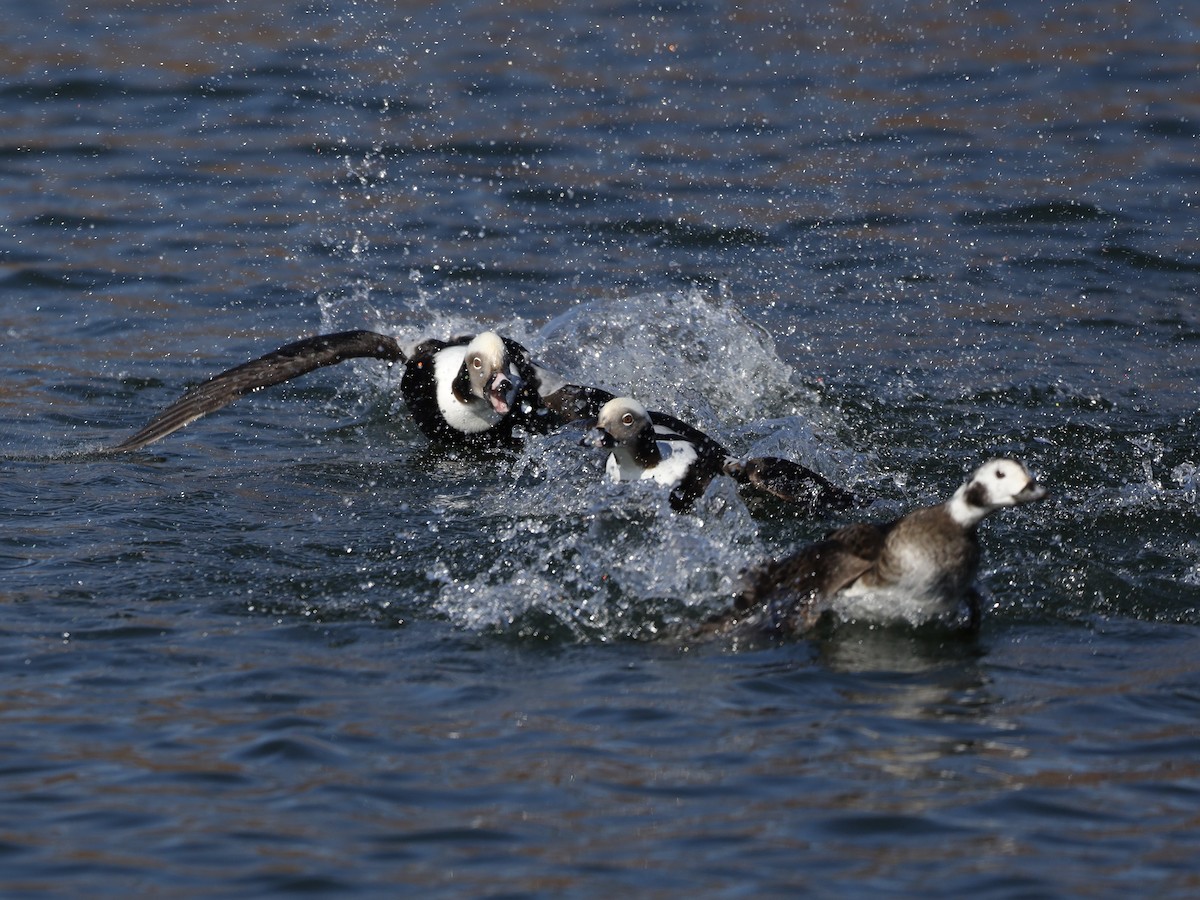Long-tailed Duck - ML615766238