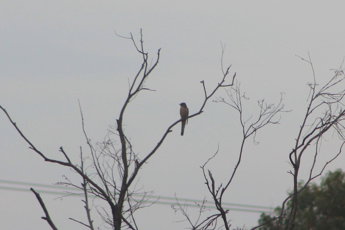 Fan-tailed Cuckoo - ML615766243