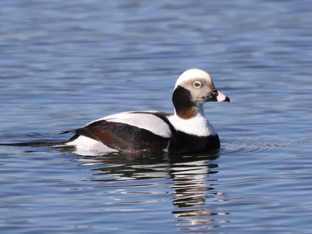 Long-tailed Duck - ML615766351