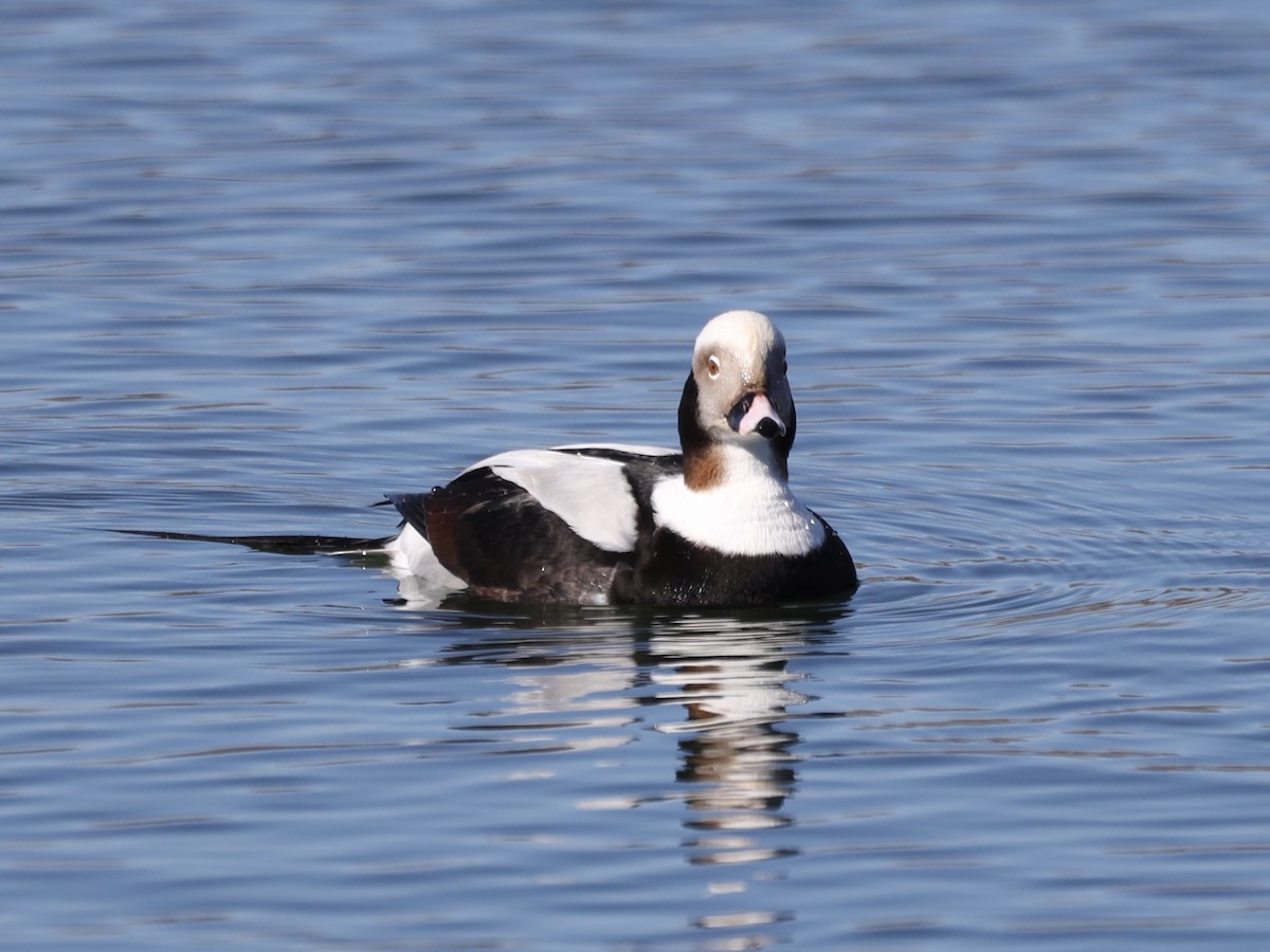 Long-tailed Duck - ML615766352