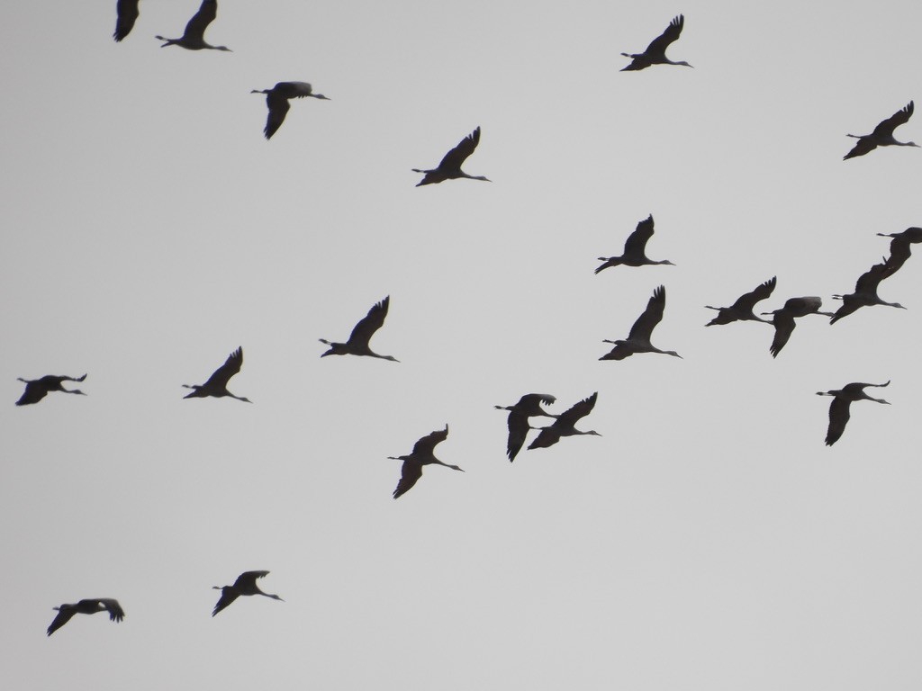 Sandhill Crane - ML615766356