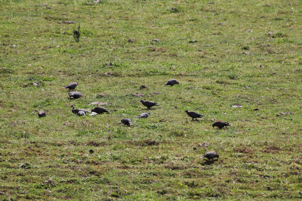 Chilean Pigeon - Armando Aranela