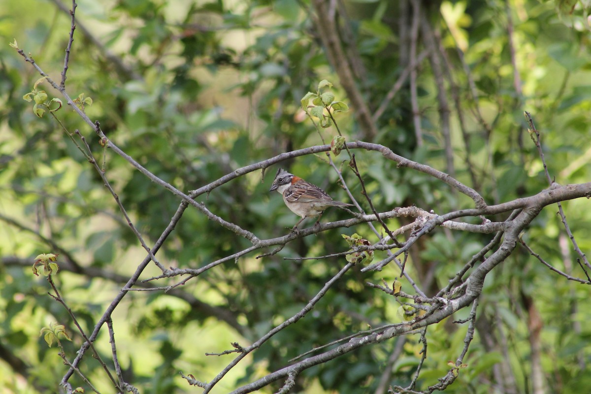 Rufous-collared Sparrow - ML615766398