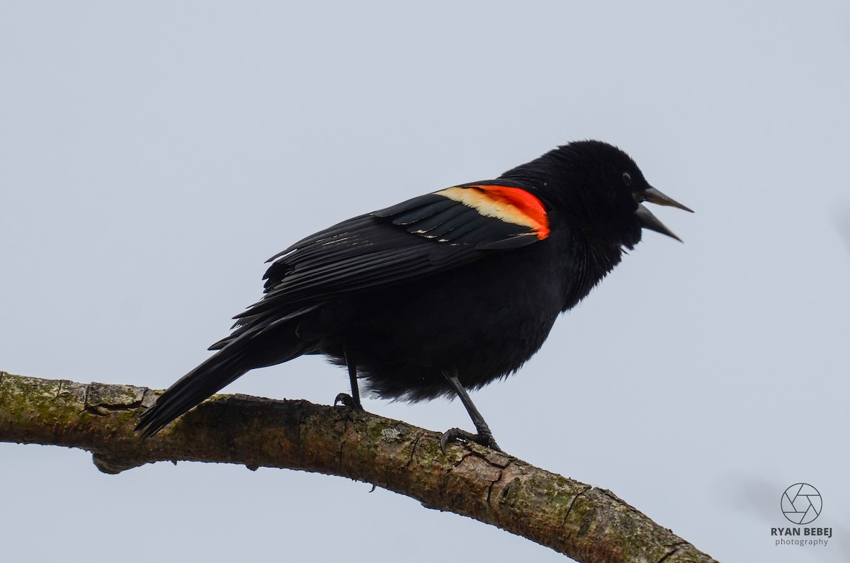 Red-winged Blackbird - Ryan Bebej