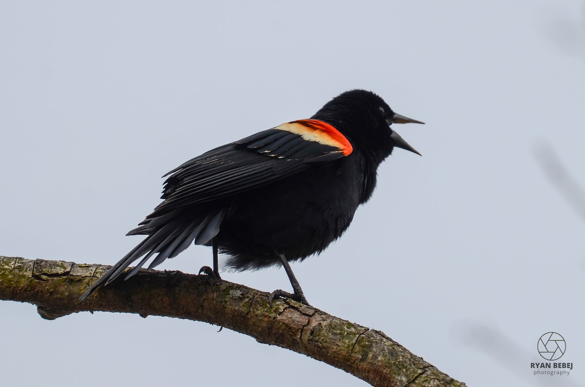 Red-winged Blackbird - Ryan Bebej