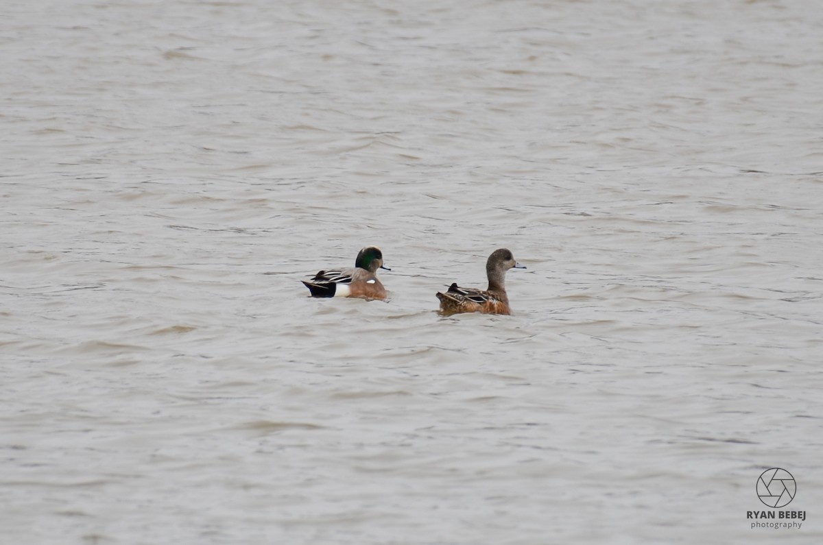 American Wigeon - Ryan Bebej