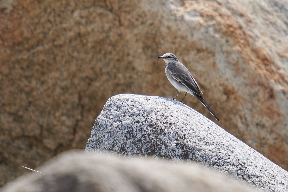 White Wagtail (ocularis) - ML615766411