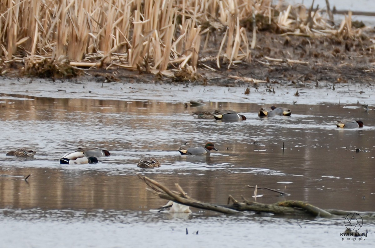 Green-winged Teal - Ryan Bebej