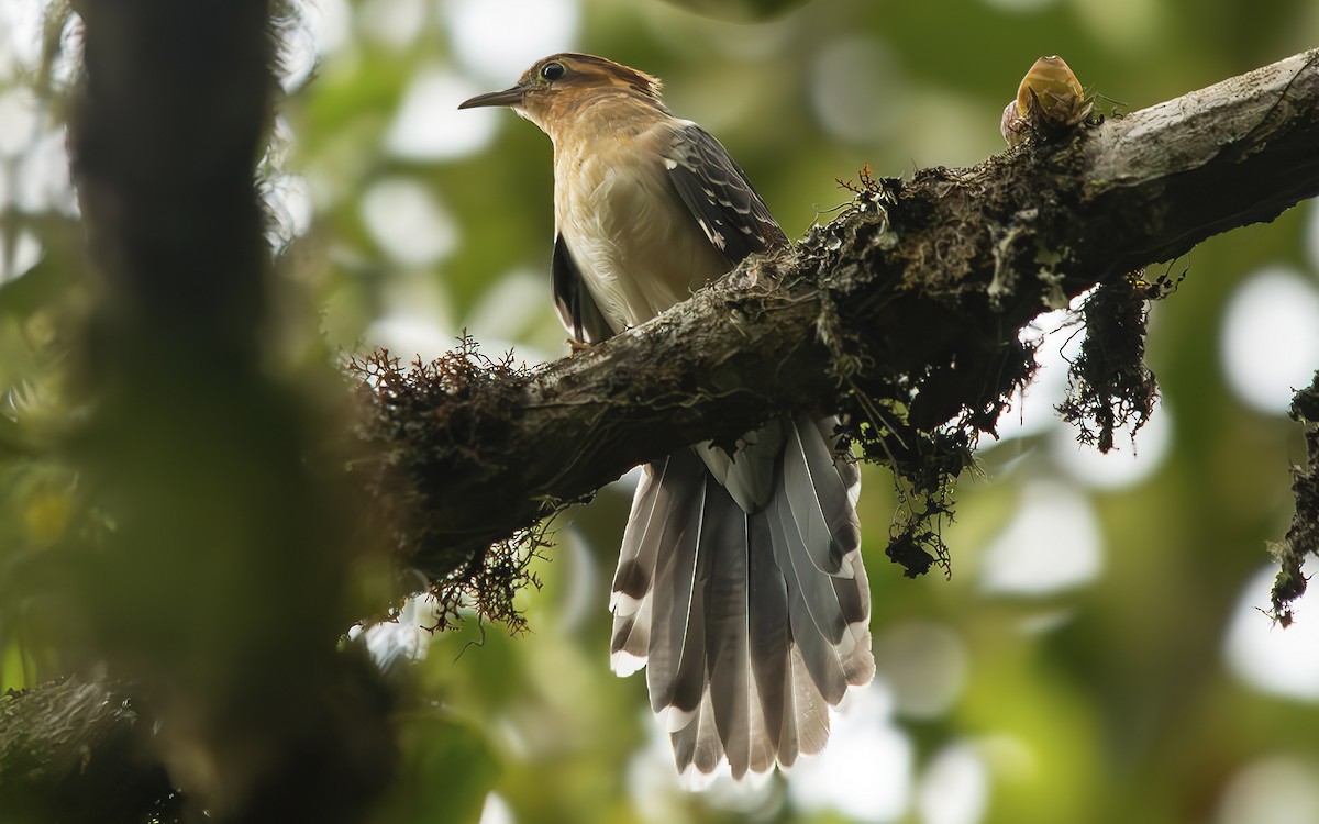 Pavonine Cuckoo - ML615766474