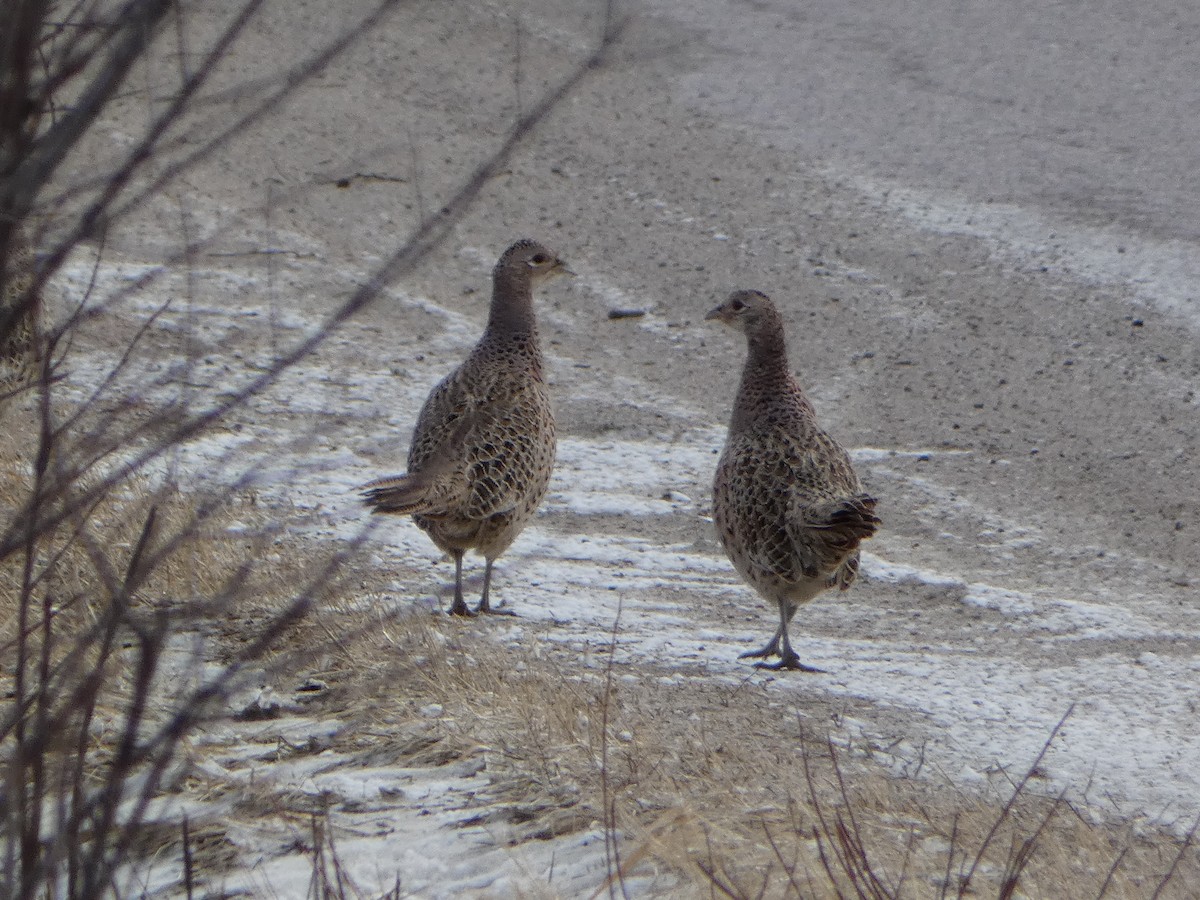 Ring-necked Pheasant - ML615766550