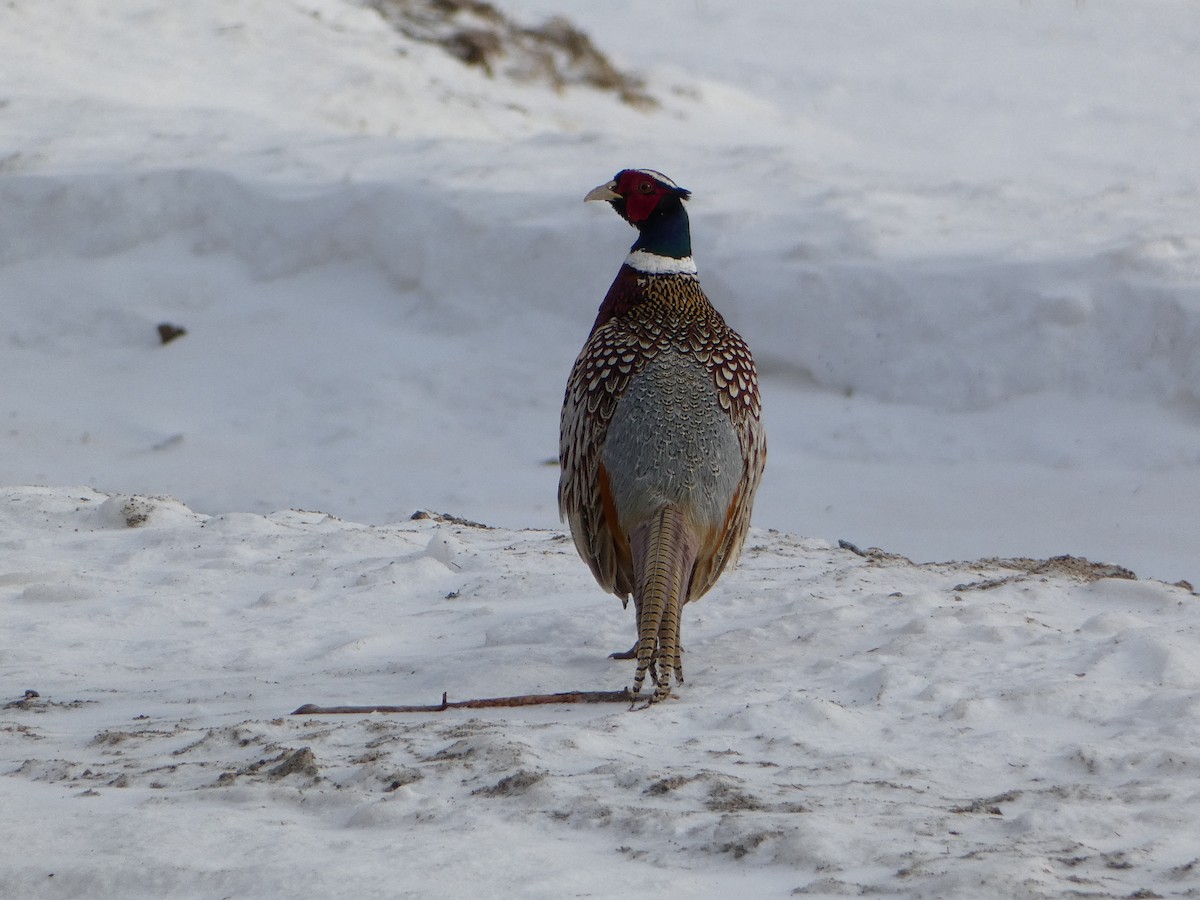 Ring-necked Pheasant - ML615766551