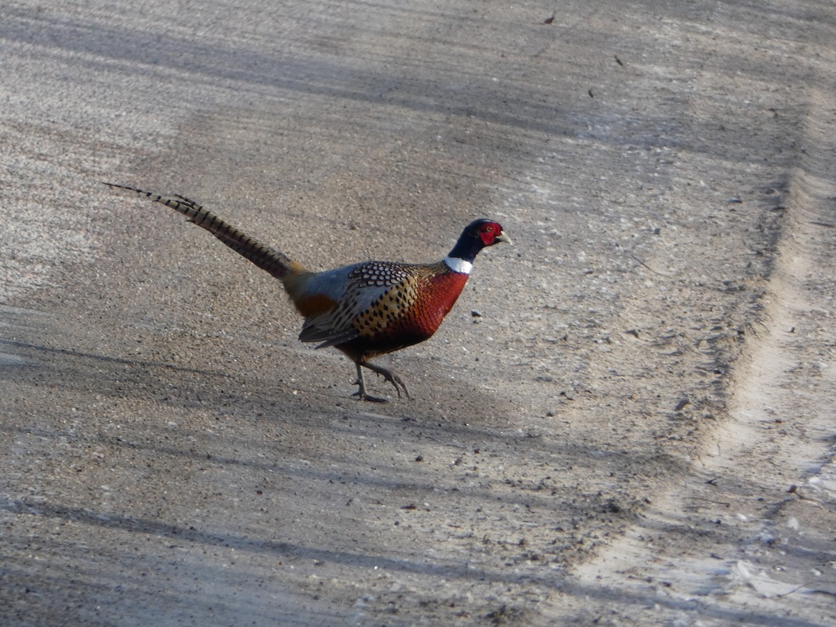 Ring-necked Pheasant - ML615766555