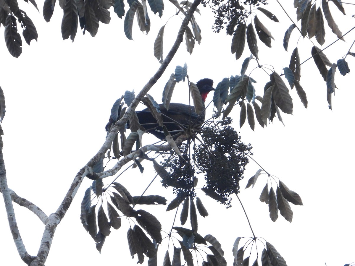 Crested Guan - ML615766612
