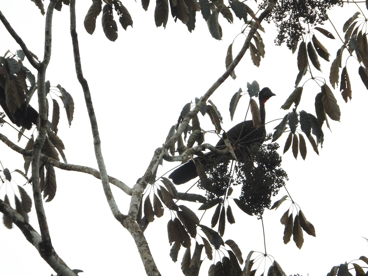 Crested Guan - ML615766635
