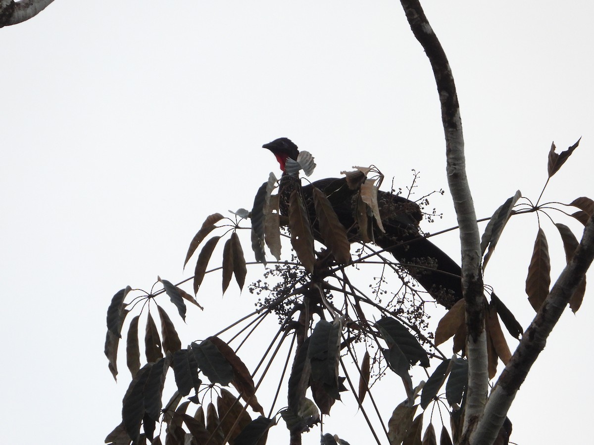 Crested Guan - ML615766643