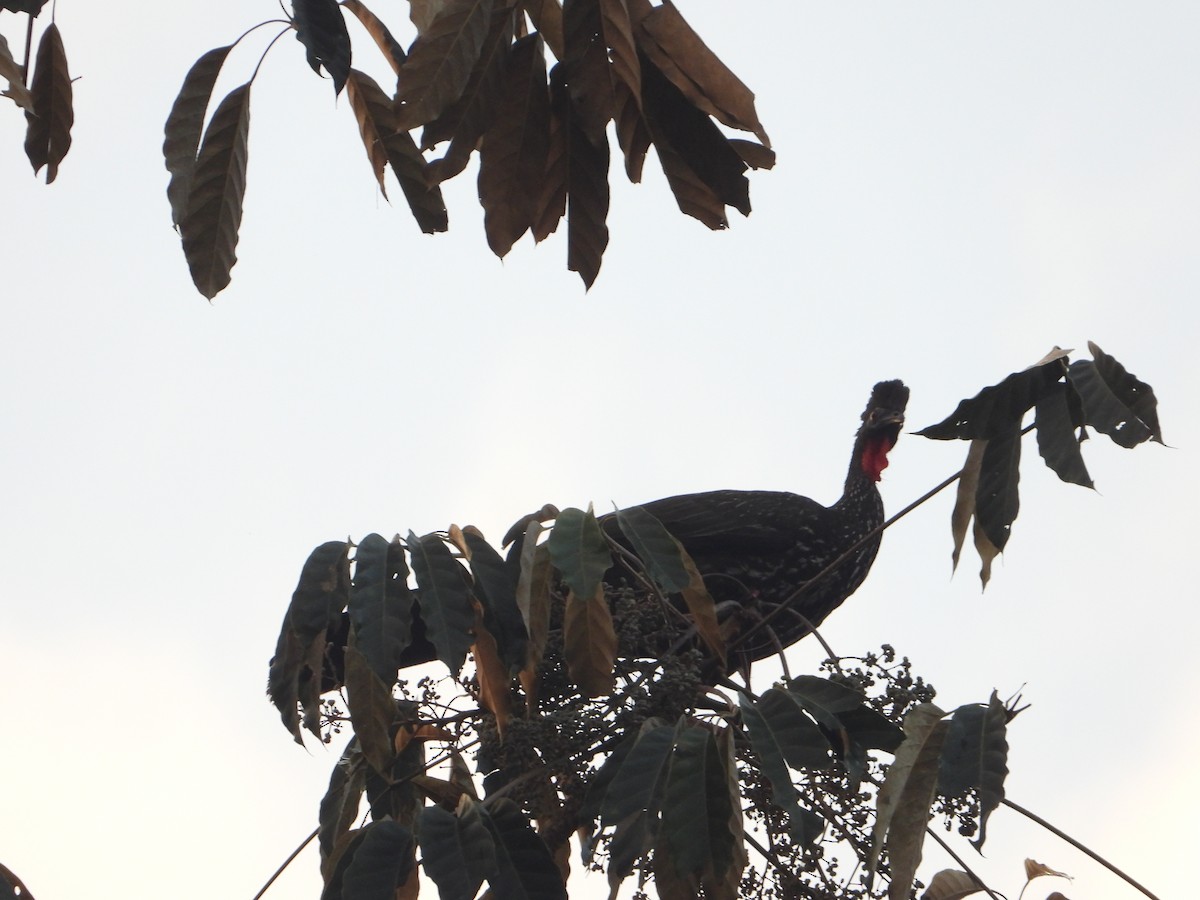 Crested Guan - ML615766652
