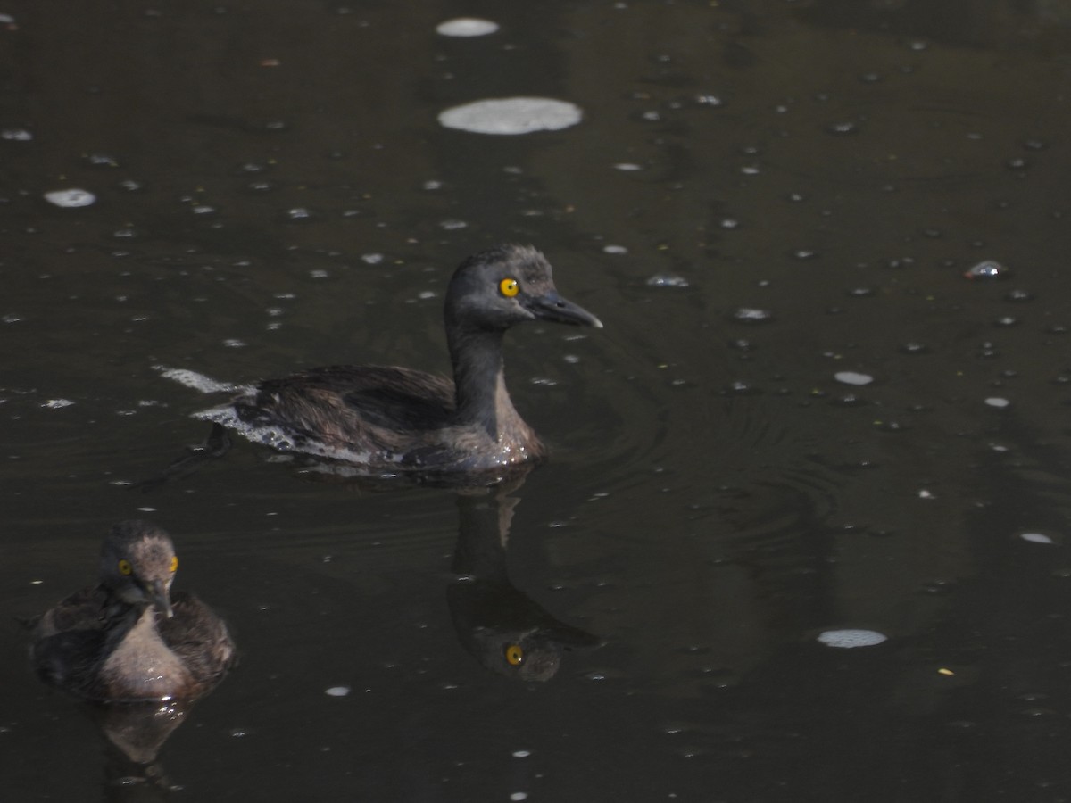 Least Grebe - Jaime Jimenez