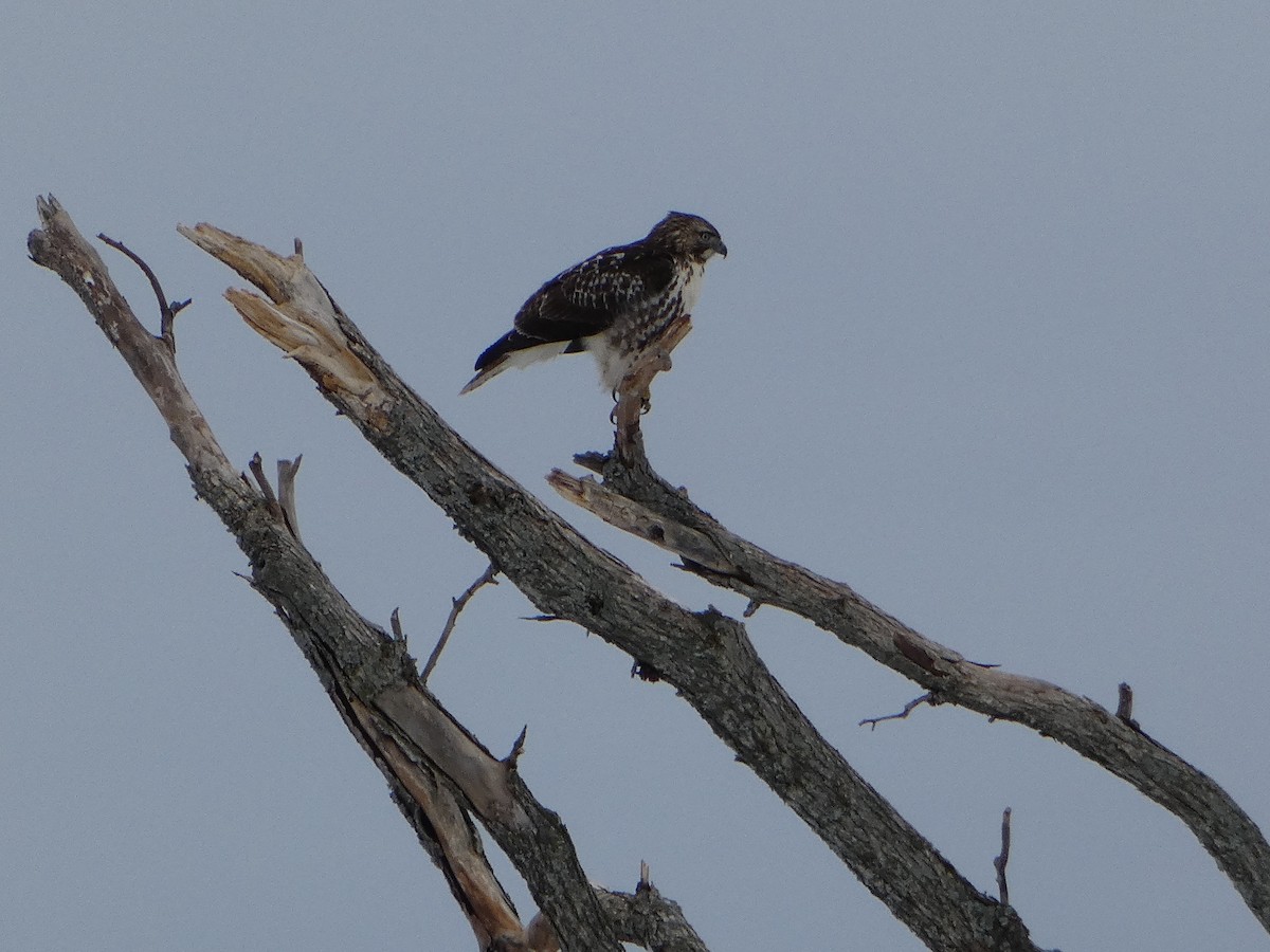 Red-tailed Hawk - ML615766663