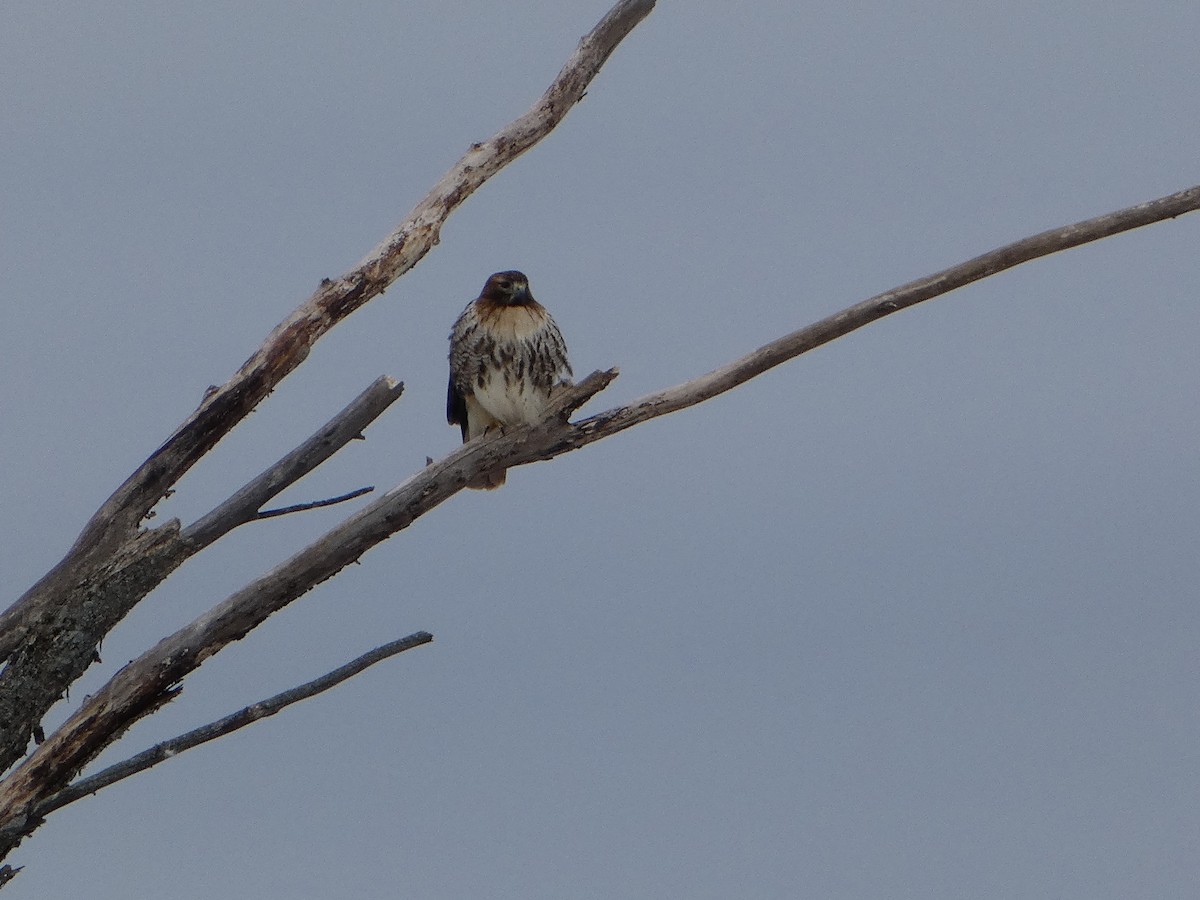 Red-tailed Hawk - ML615766664