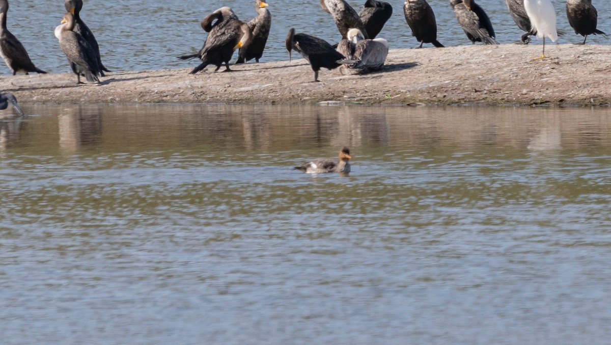 Red-breasted Merganser - Rolando Tomas Pasos Pérez