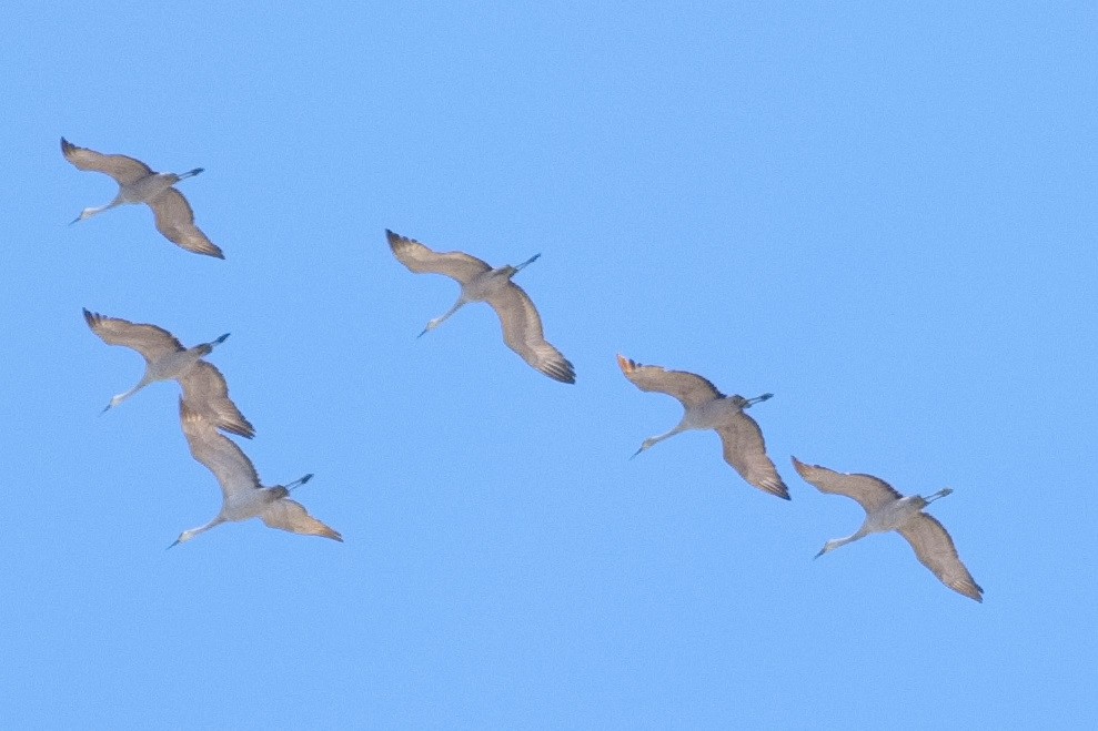 Sandhill Crane - ML615766704