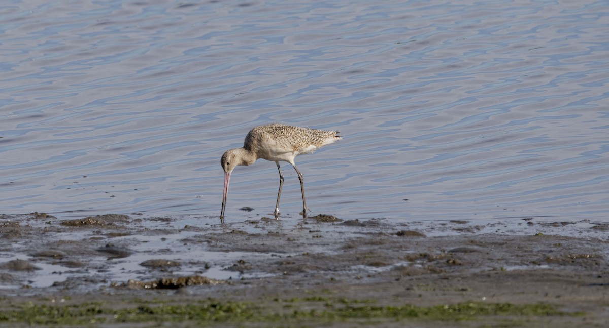 Marbled Godwit - ML615766719