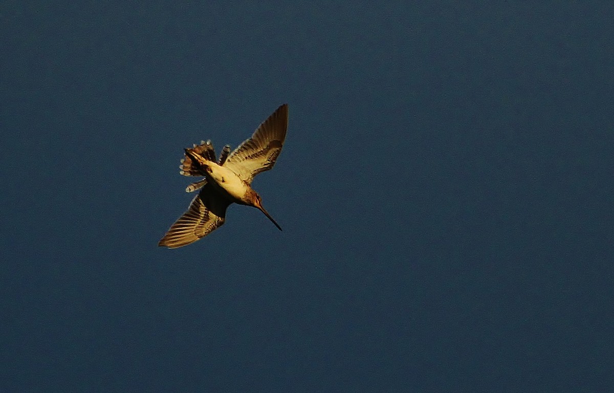 Common Snipe - Scott Watson