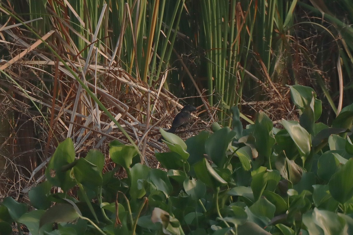 Groove-billed Ani - ML615766730