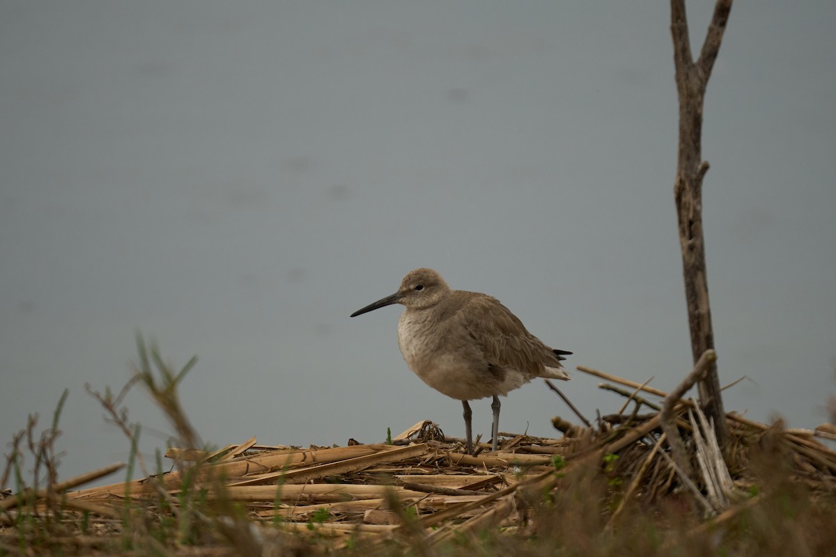 Willet - Andrew Sheridan