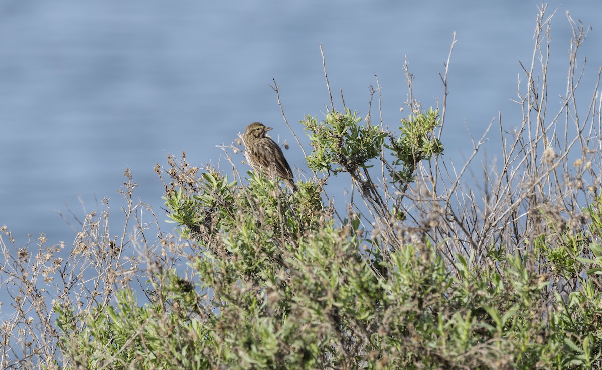 Savannah Sparrow - Rolando Tomas Pasos Pérez