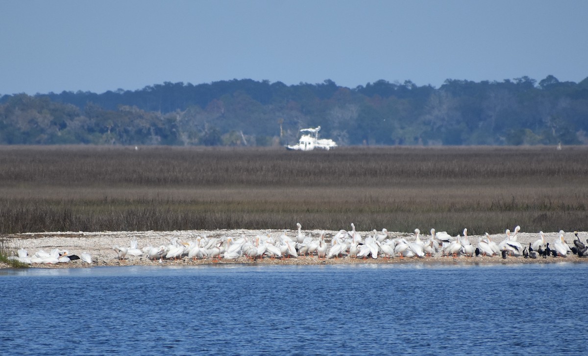 American White Pelican - ML615766815