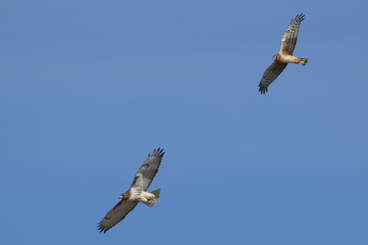 Northern Harrier - ML615766823