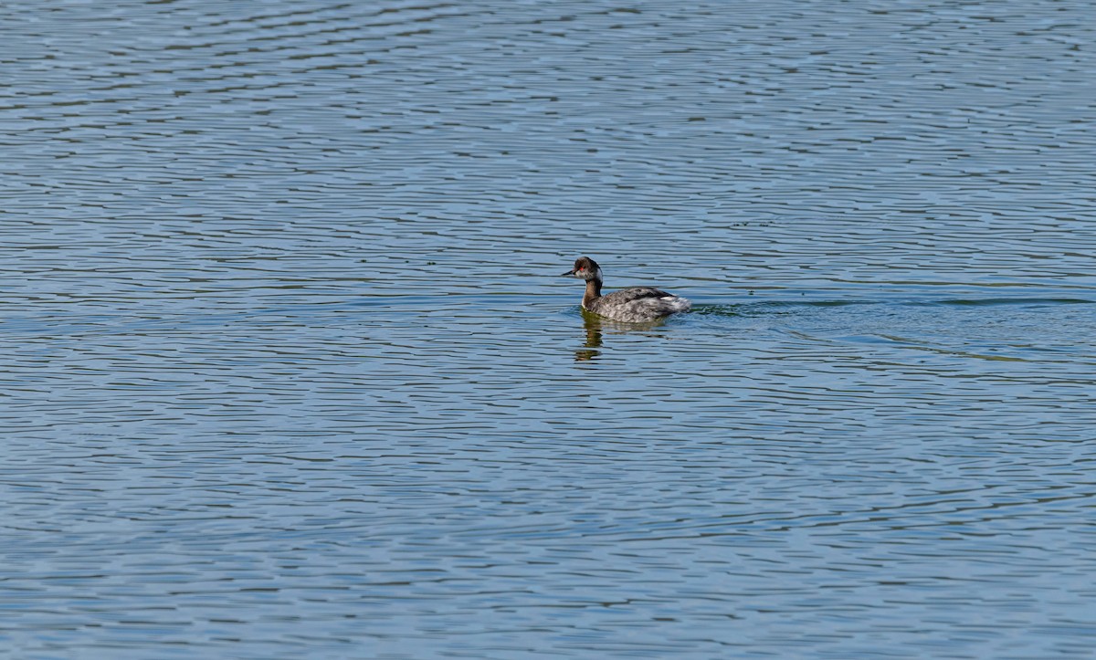 Eared Grebe - ML615766824