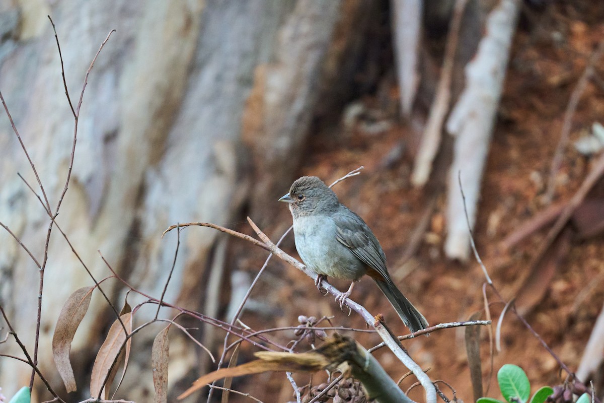 California Towhee - ML615766854