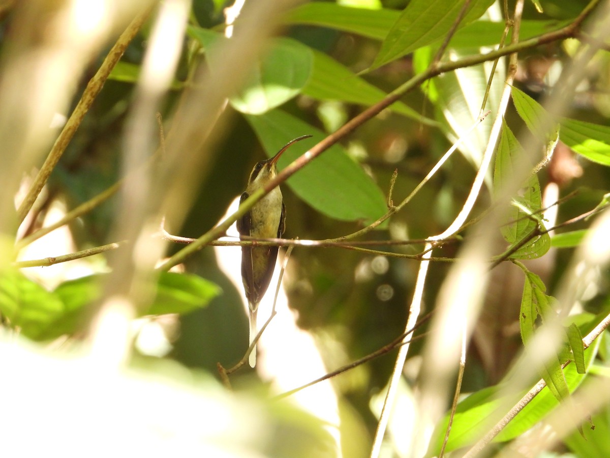 Long-billed Hermit - ML615766858