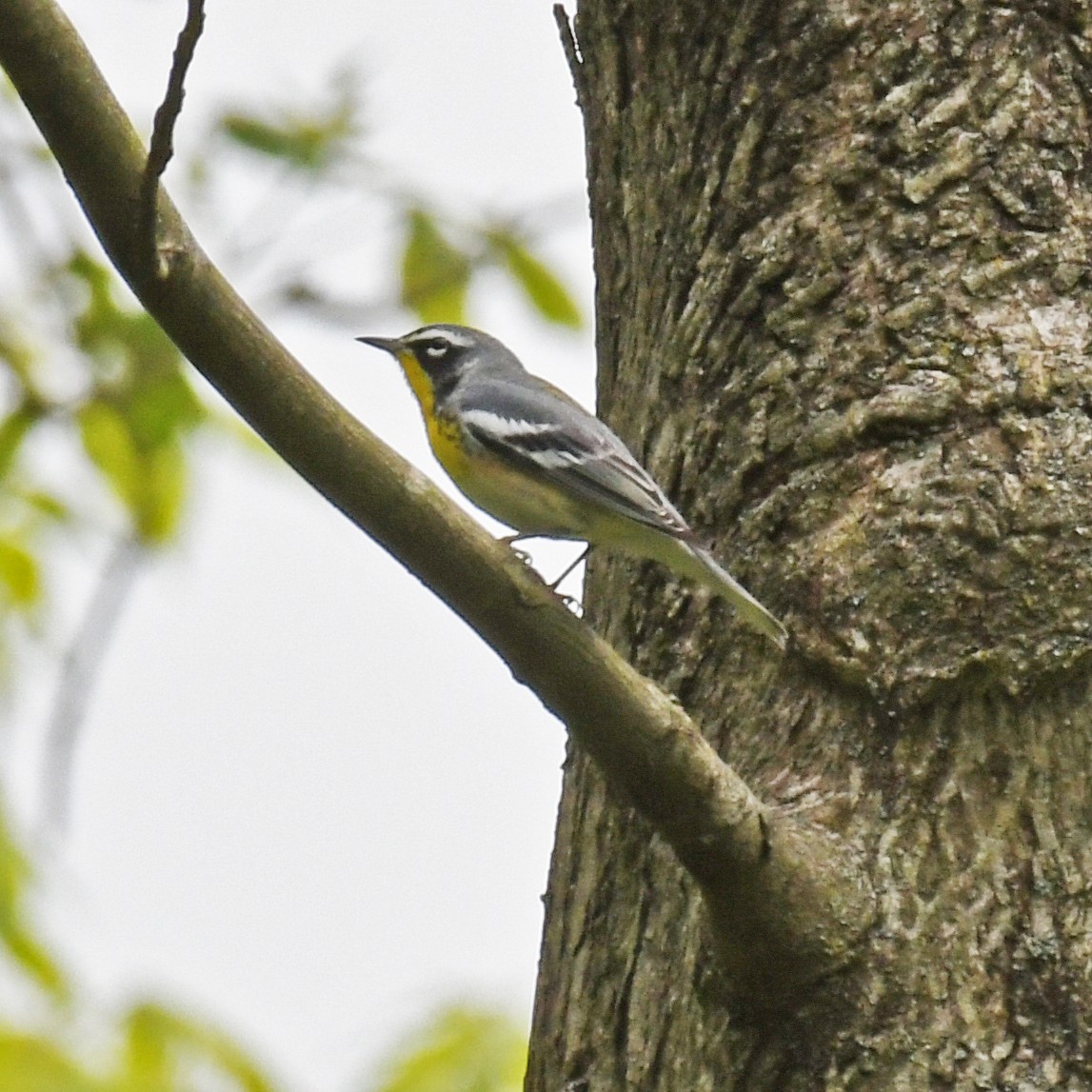 Northern Parula x Yellow-throated Warbler (hybrid) - ML615766908