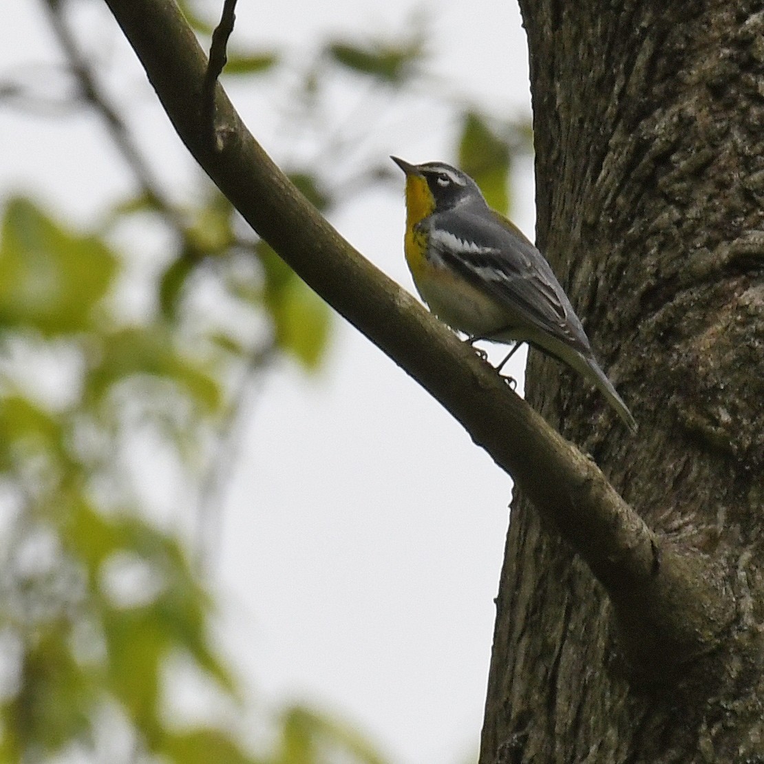 Northern Parula x Yellow-throated Warbler (hybrid) - ML615766909