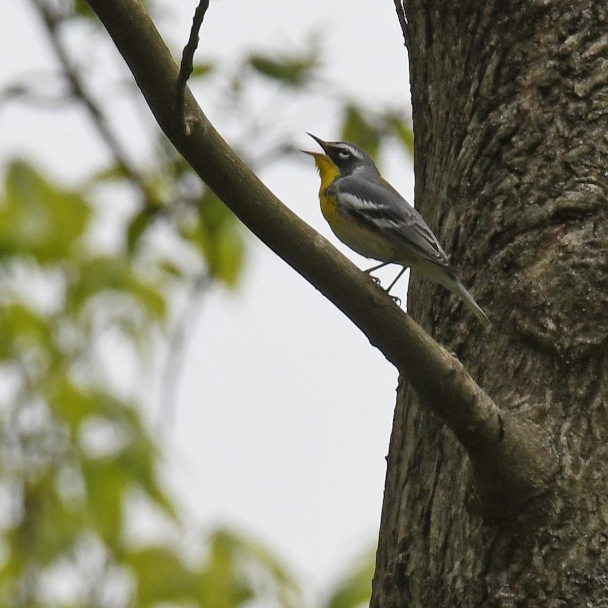 Northern Parula x Yellow-throated Warbler (hybrid) - ML615766910
