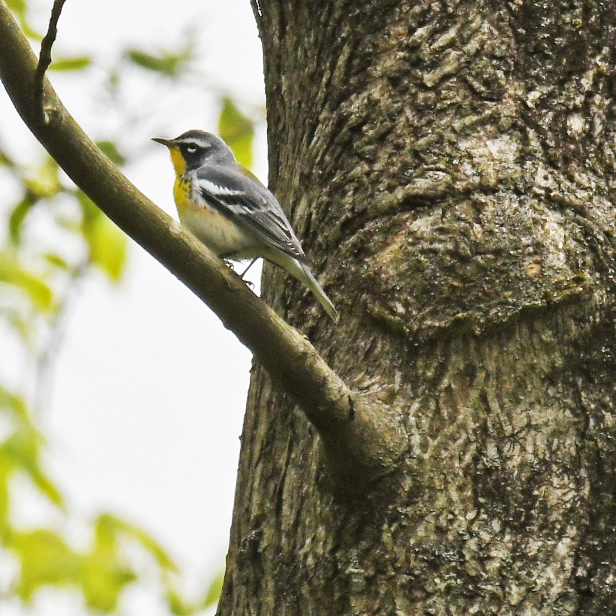 Northern Parula x Yellow-throated Warbler (hybrid) - ML615766911