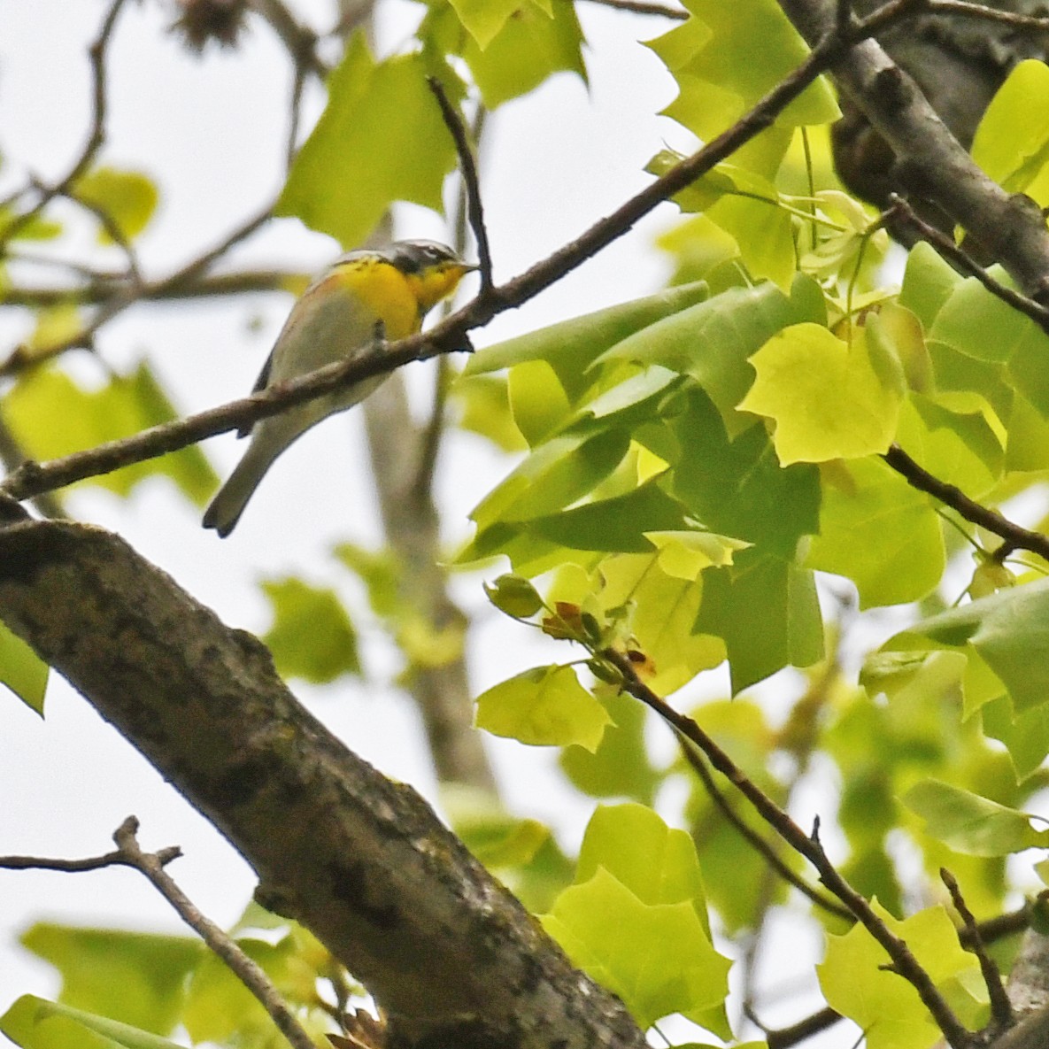 Northern Parula x Yellow-throated Warbler (hybrid) - ML615766932