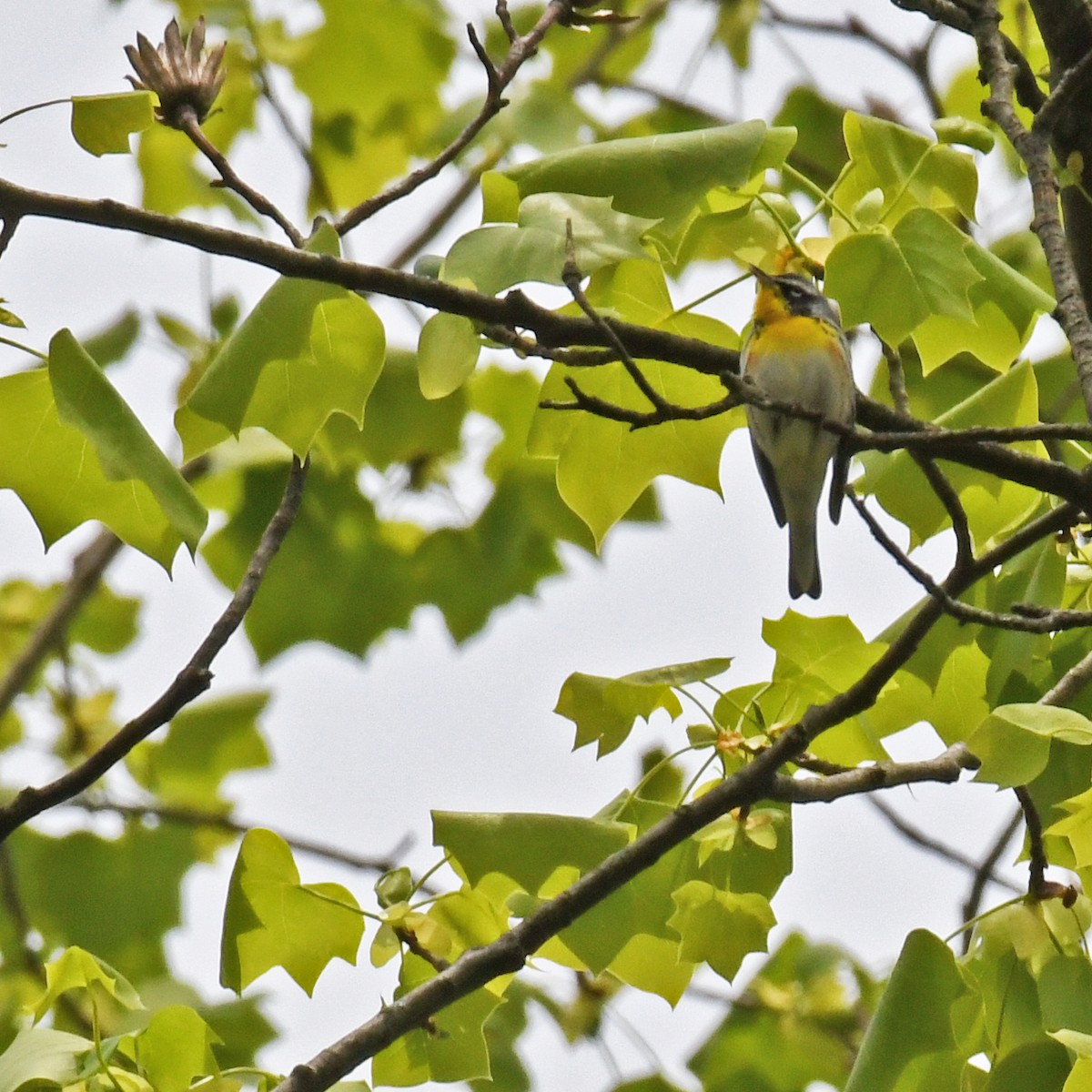 Northern Parula x Yellow-throated Warbler (hybrid) - ML615766933